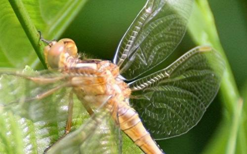 Orthetrum coerulescens